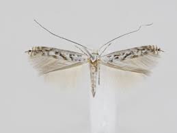 Attēlu rezultāti vaicājumam “Lyonetia prunifoliella”