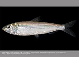 Image result for Alosa mediocris