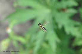 Attēlu rezultāti vaicājumam “Xanthogramma sp. male”