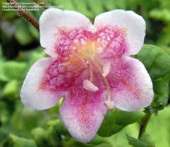 Attēlu rezultāti vaicājumam “Linnaea borealis flower”