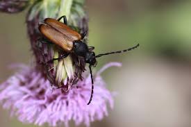 Attēlu rezultāti vaicājumam “Paracorymbia maculicornis imago”