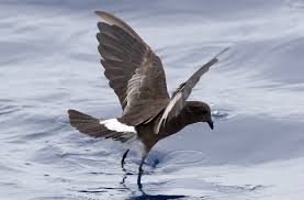 Image result for Oceanites oceanicus