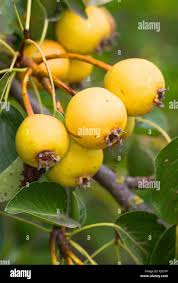 Attēlu rezultāti vaicājumam “Pyrus pyraster”