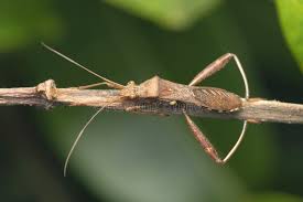 Attēlu rezultāti vaicājumam “Alydus calcaratus”