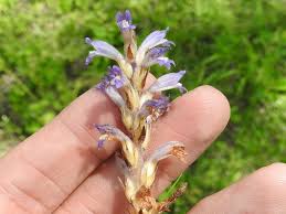 Attēlu rezultāti vaicājumam “Orobanche coerulescens bud”