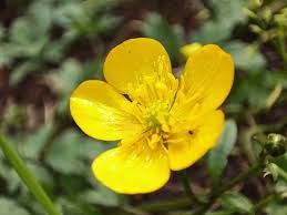 Attēlu rezultāti vaicājumam “Ranunculus lanuginosus bud”