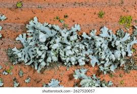 Attēlu rezultāti vaicājumam “Hypogymnia physodes”