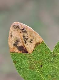 Attēlu rezultāti vaicājumam “Lyonetiidae”