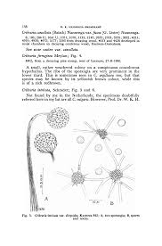 Attēlu rezultāti vaicājumam “Cribraria ferruginea stalked”