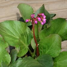 Attēlu rezultāti vaicājumam “Bergenia crassifolia flower”