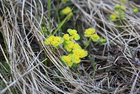 Attēlu rezultāti vaicājumam “Chrysosplenium alternifolium bud”