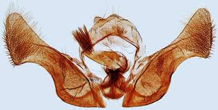 Attēlu rezultāti vaicājumam “Eucosma aspidiscana”