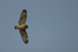 Attēlu rezultāti vaicājumam “Asio flammeus adult”