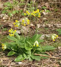 Attēlu rezultāti vaicājumam “Primula veris leaf”