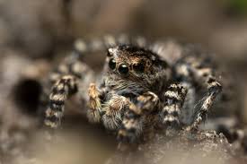 Attēlu rezultāti vaicājumam “Aelurillus v-insignitus”