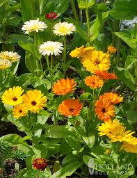 Attēlu rezultāti vaicājumam “Calendula officinalis flower”