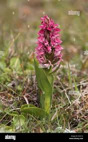 Attēlu rezultāti vaicājumam “Dactylorhiza incarnata”