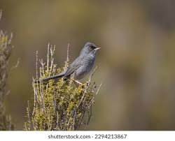 Image result for Sylvia sarda