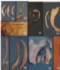 Attēlu rezultāti vaicājumam “Podostroma leucopus”