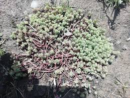 Attēlu rezultāti vaicājumam “Sedum pallidum leaf”