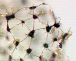 Attēlu rezultāti vaicājumam “Cribraria piriformis”