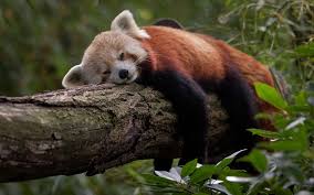 Résultat de recherche d'images pour "pandas"