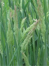 Attēlu rezultāti vaicājumam “Holcus lanatus  fruit”