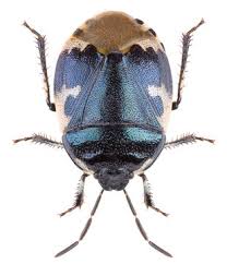 Attēlu rezultāti vaicājumam “Tritomegas bicolor”