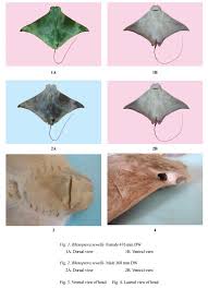 Image result for Rhinoptera brasiliensis