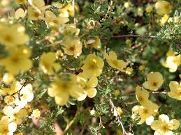 Attēlu rezultāti vaicājumam “Pentaphylloides fruticosa flower”