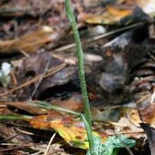 Attēlu rezultāti vaicājumam “Goodyera repens fruit”