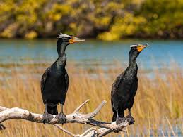Image result for Phalacrocorax auritus