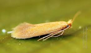 Attēlu rezultāti vaicājumam “Tischeria ekebladella”