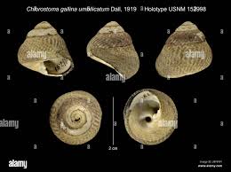 Attēlu rezultāti vaicājumam “Diderma umbilicatum young”