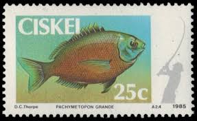 Image result for Pachymetopon grande