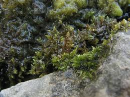 Attēlu rezultāti vaicājumam “Cratoneuron filicinum”