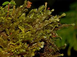 Attēlu rezultāti vaicājumam “Plagiochila porelloides”