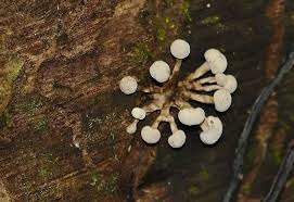 Attēlu rezultāti vaicājumam “Phleogena faginea”