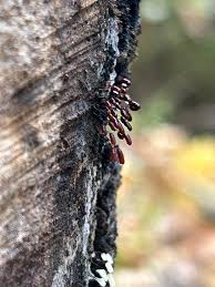 Attēlu rezultāti vaicājumam “Badhamiopsis praetermissa macro”