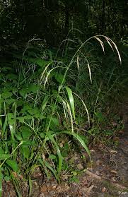 Attēlu rezultāti vaicājumam “Festuca gigantea”