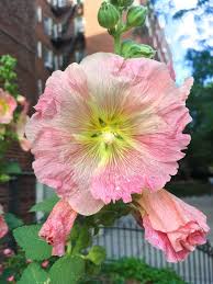 Attēlu rezultāti vaicājumam “Alcea rosea flower”