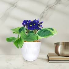 Image result for Saintpaulia ionantha Culitvar