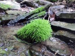Attēlu rezultāti vaicājumam “Hygroamblystegium varium sporophyte”