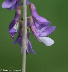 Attēlu rezultāti vaicājumam “Vicia tenuifolia”