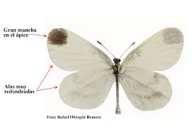 Attēlu rezultāti vaicājumam “Leptidea sinapis”