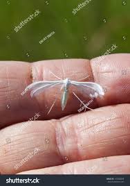 Attēlu rezultāti vaicājumam “Pterophorus pentadactyla”