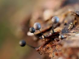 Attēlu rezultāti vaicājumam “Lamproderma gulielmae macro”