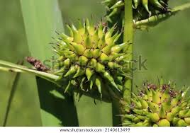 Attēlu rezultāti vaicājumam “Sparganium neglectum fruit”