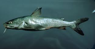 Image result for Ariopsis felis