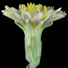 Attēlu rezultāti vaicājumam “Lactuca serriola”